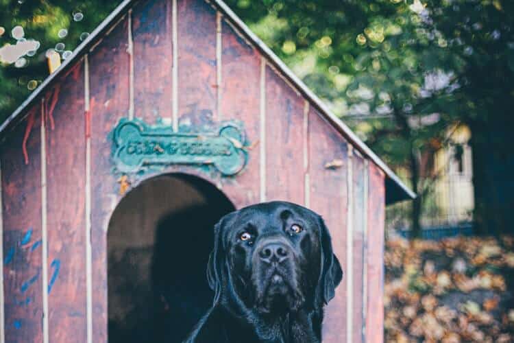 plan de construction d'une niche pour chien