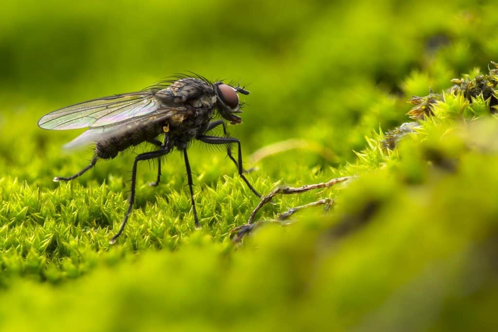 Comment faire fuire les mouches dans le jardin et la maison