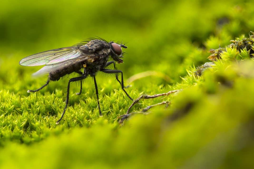 Comment faire fuire les mouches dans le jardin et la maison