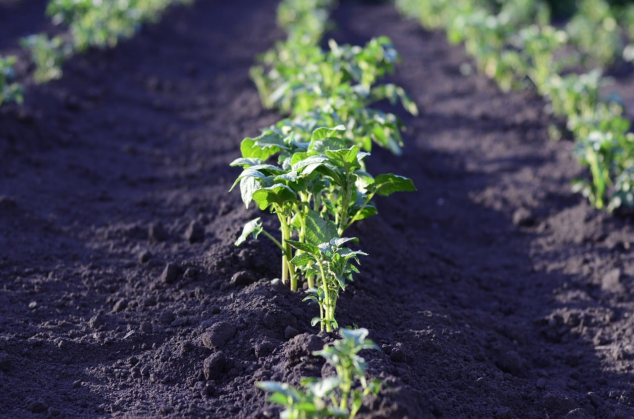 réaliser un carré potager