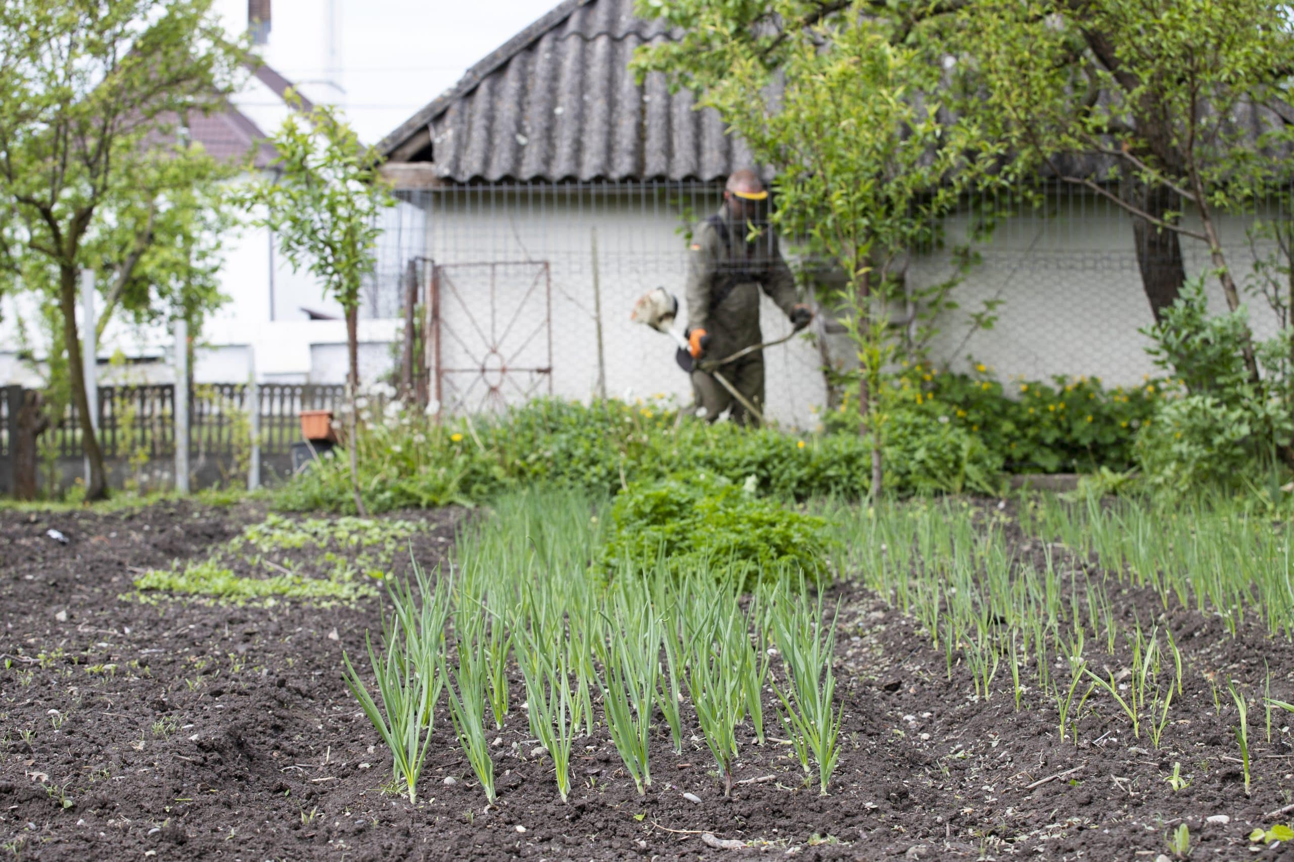 calendrier du potager mois par mois les travaux à faire