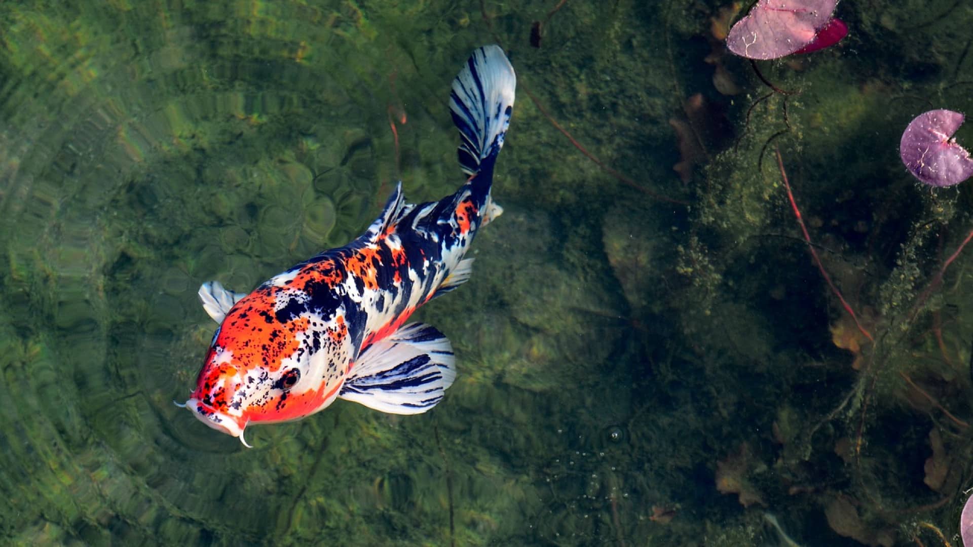 Réaliser un joli bassin avec des carpes Koi !