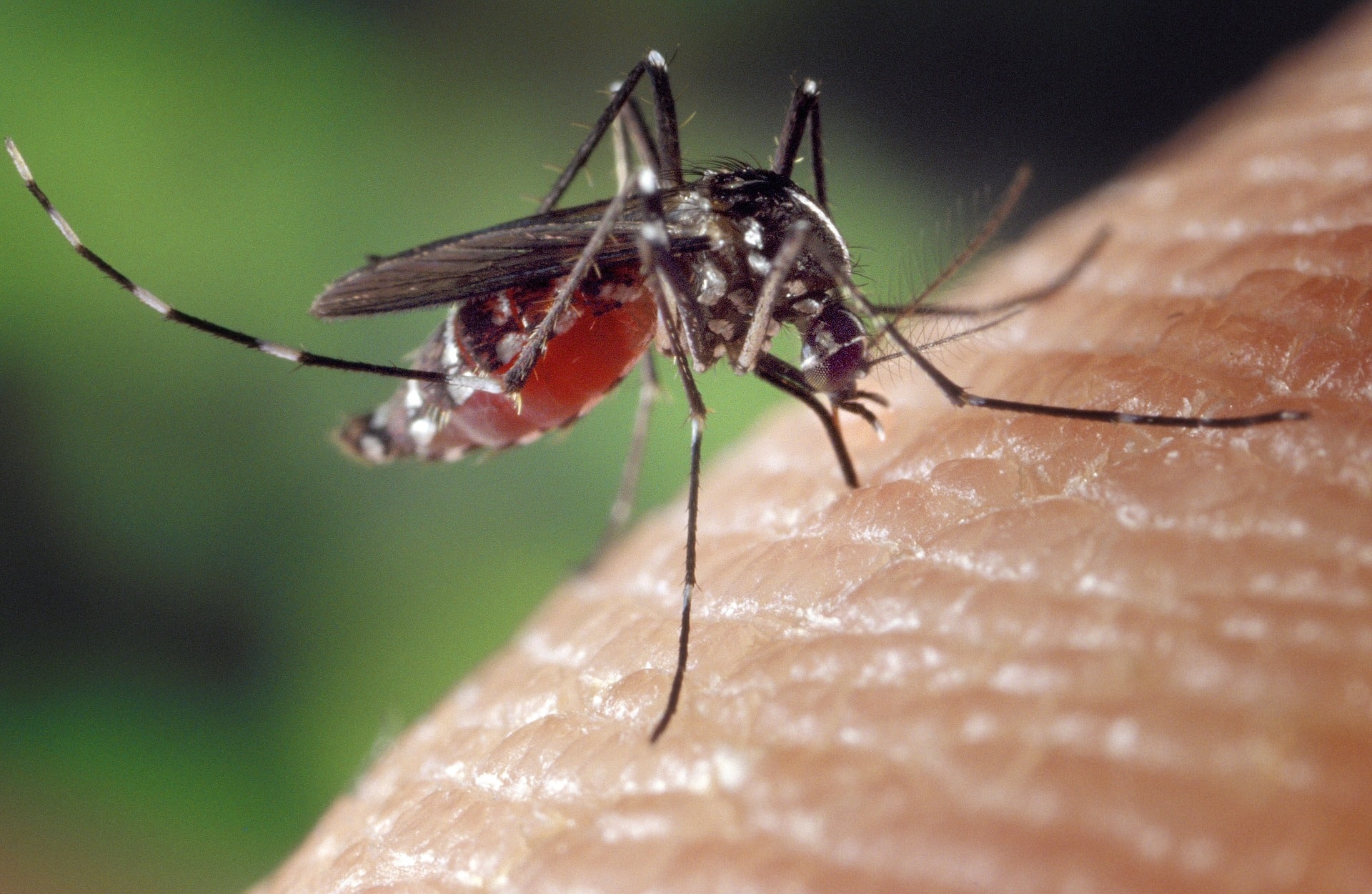 comment éviter les piqures de moustiques remede de grand mere - IMG de garde