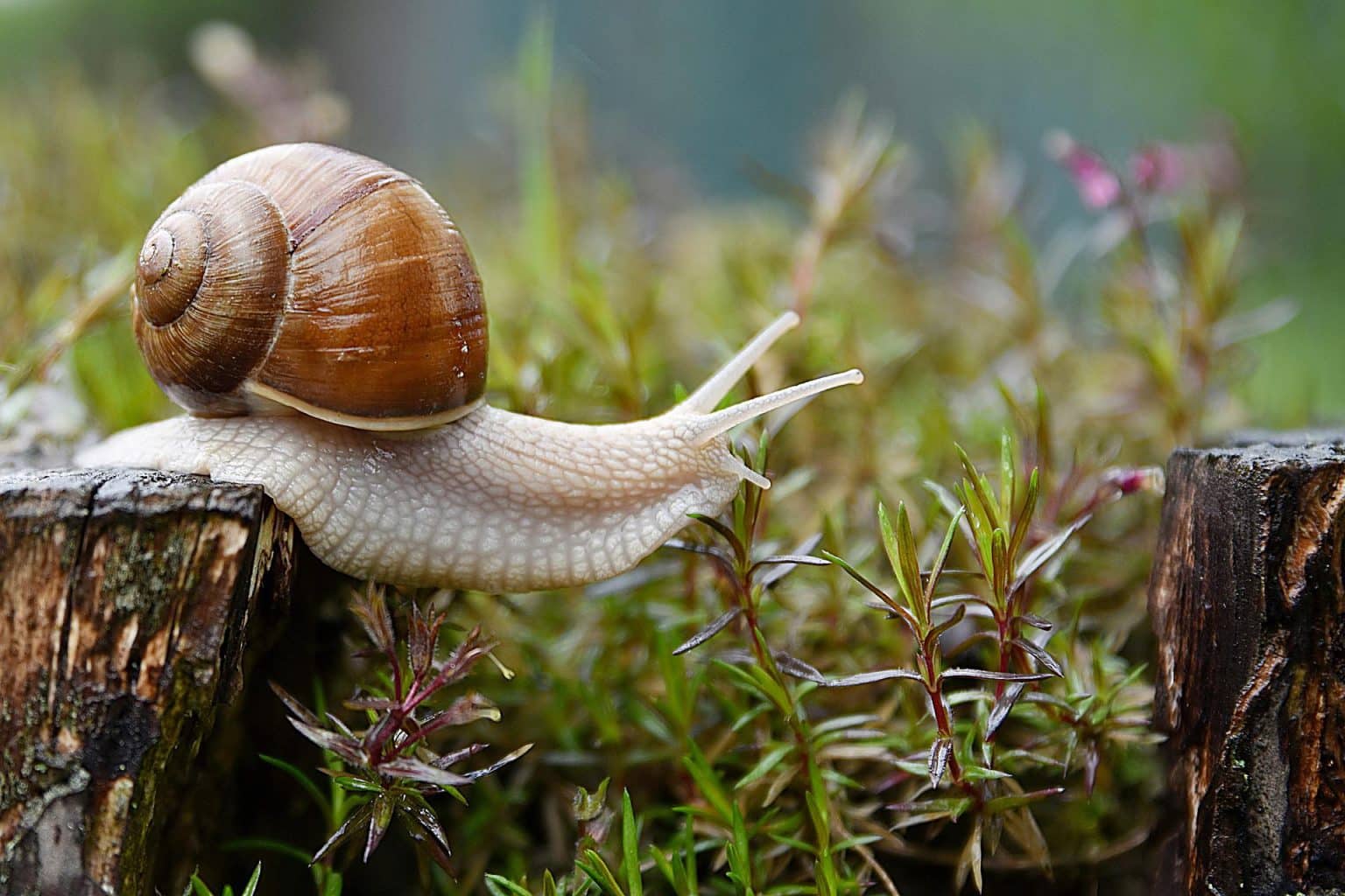 4 remèdes de grand-mère contre les escargots