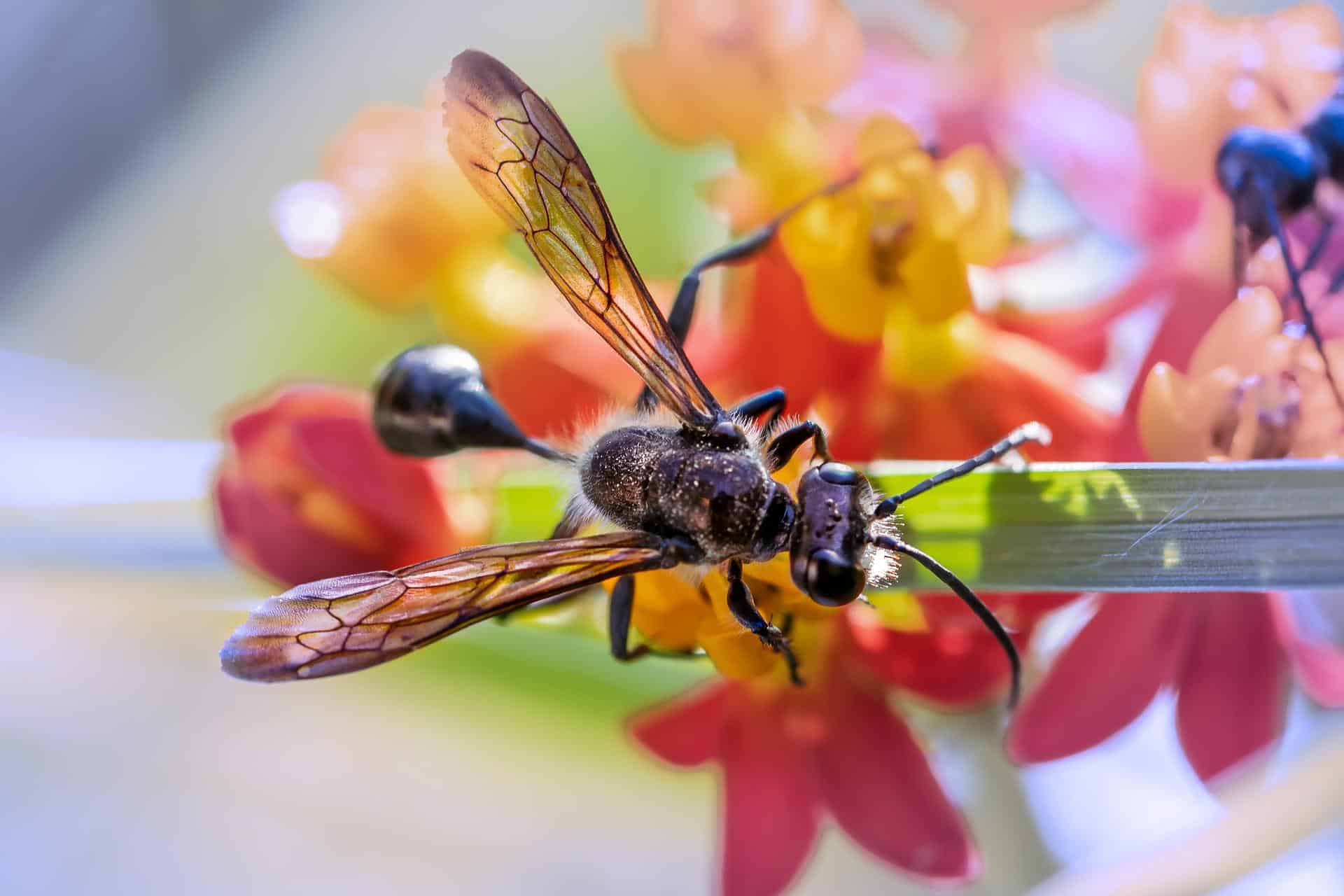 remede de grand mere contre les fourmis volantes - IMG de garde