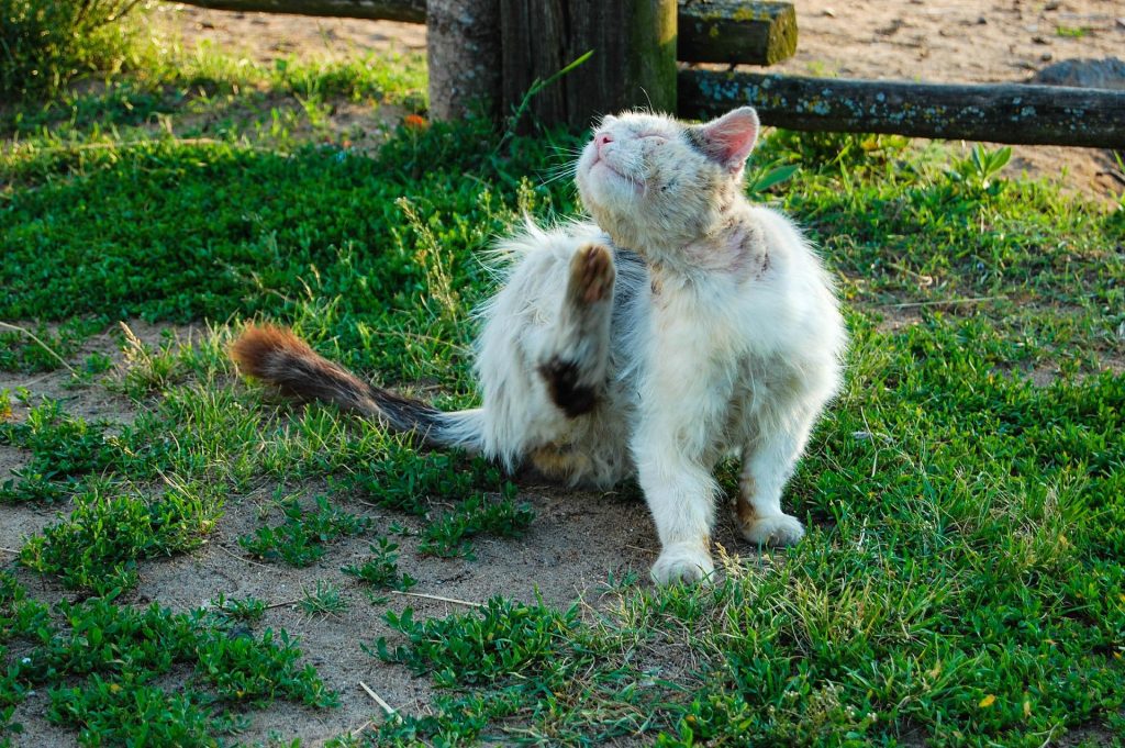 Remède De Grand-mère Contre Les Aoûtats Chez Le Chat