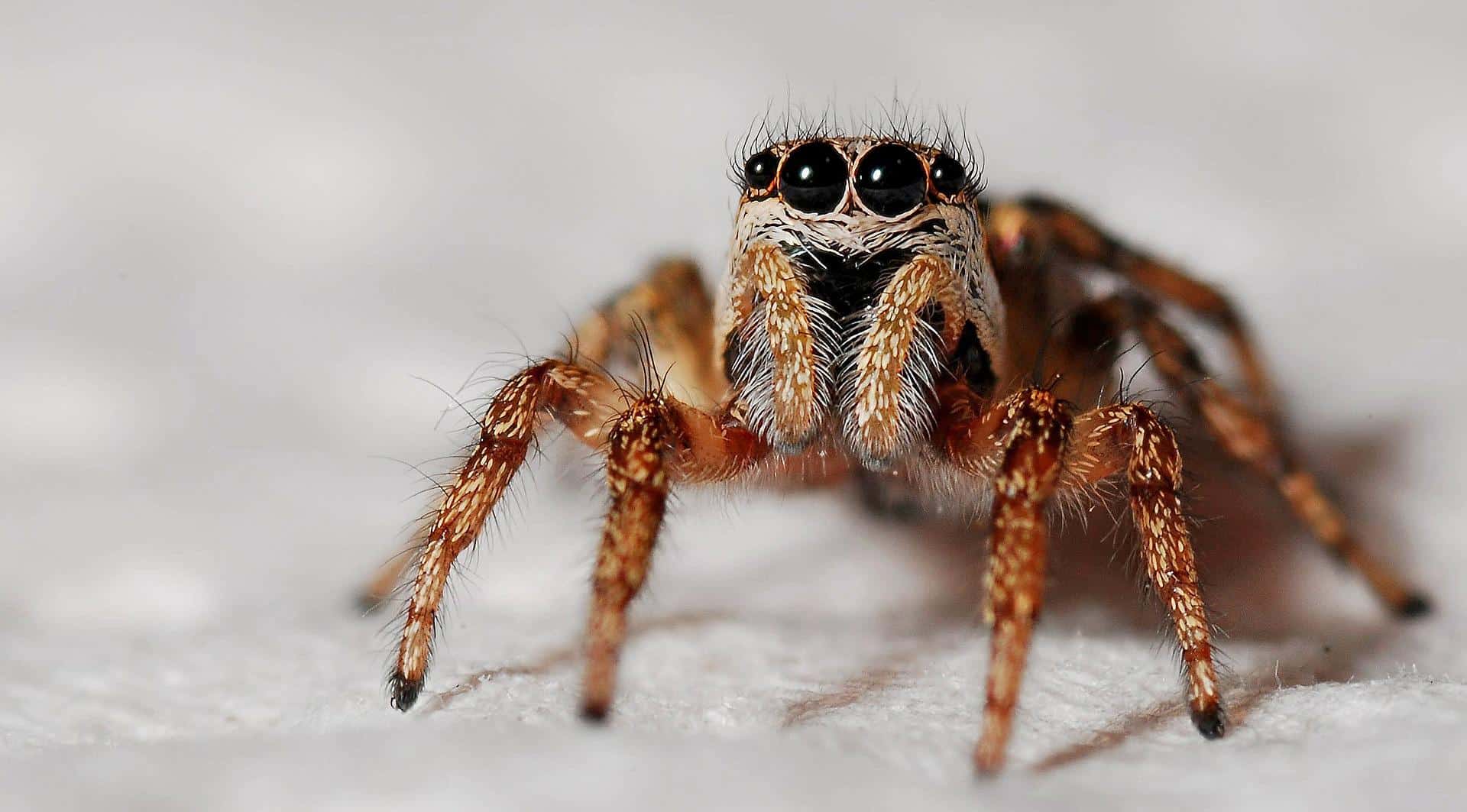 remede de grand mere pour éloigner les araignées - IMG de garde