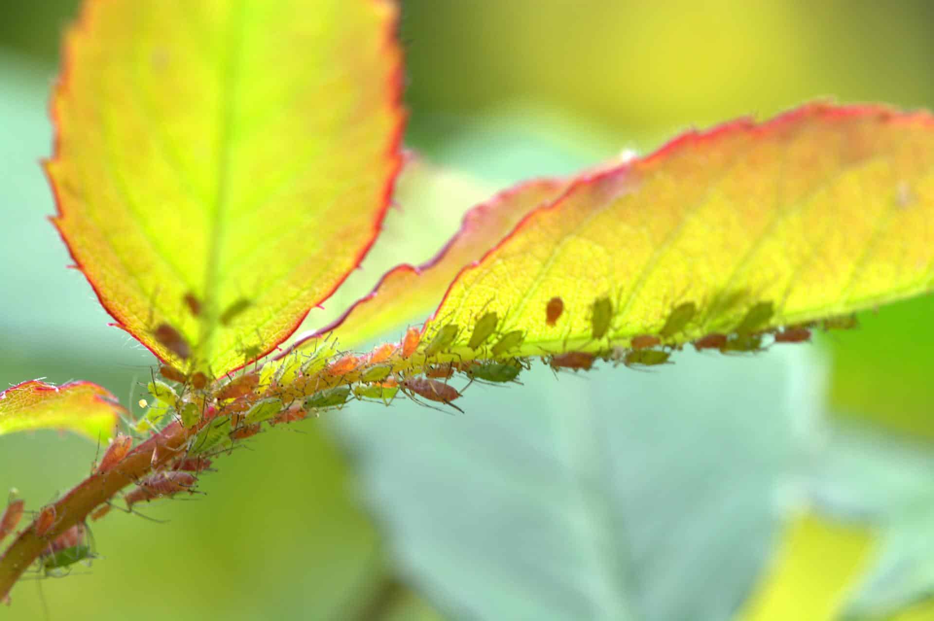 remede de grand mere puceron rosier - IMG de garde