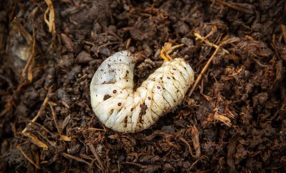 larves de mites au plafond - IMG de garde