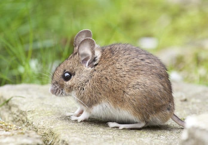 Se débarrasser des souris
