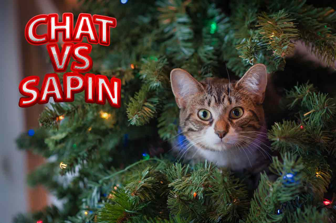 Un chat dans un sapin