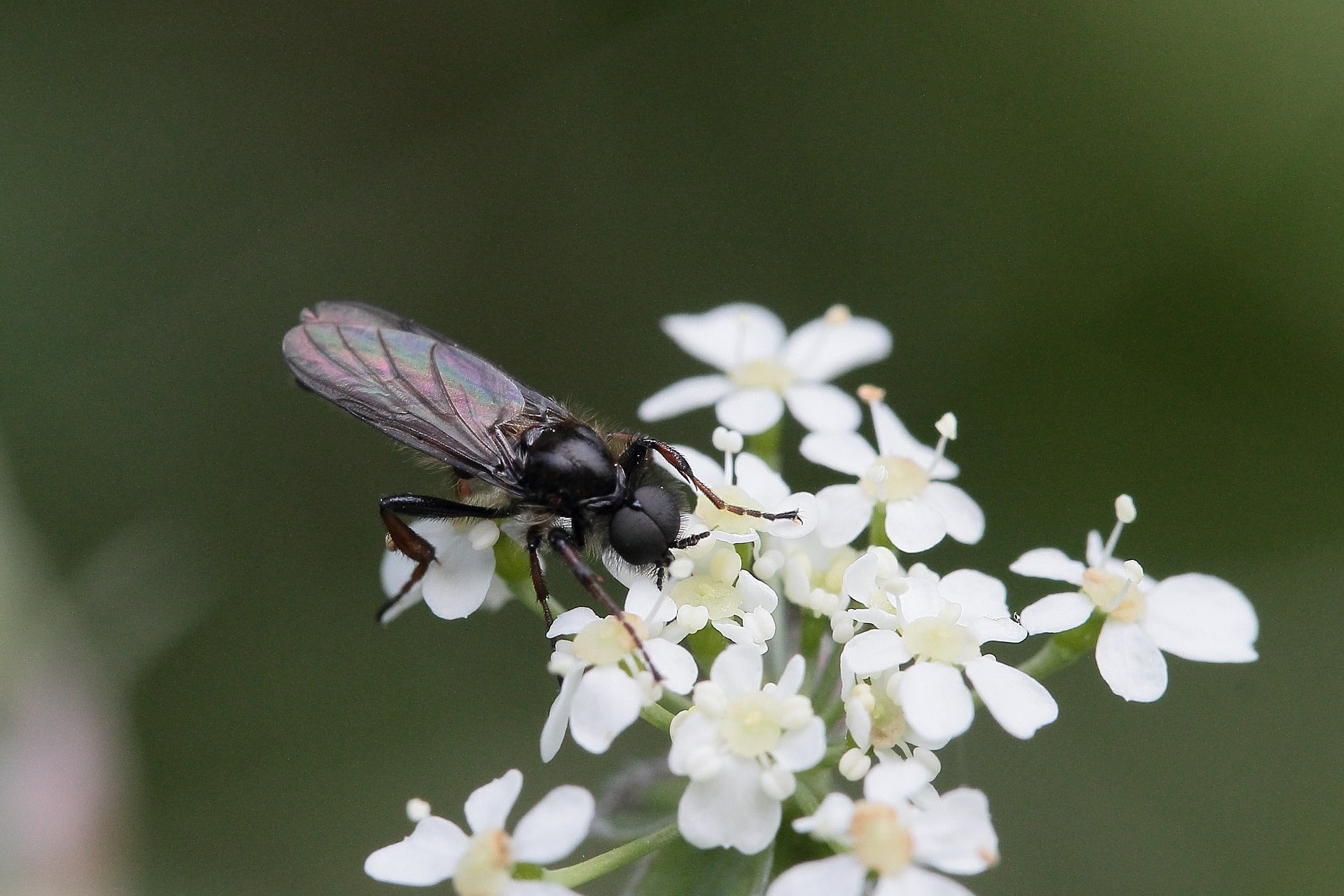 moucheron sur une plante