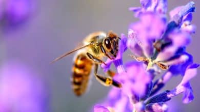 Une abeille qui pollinise une fleur