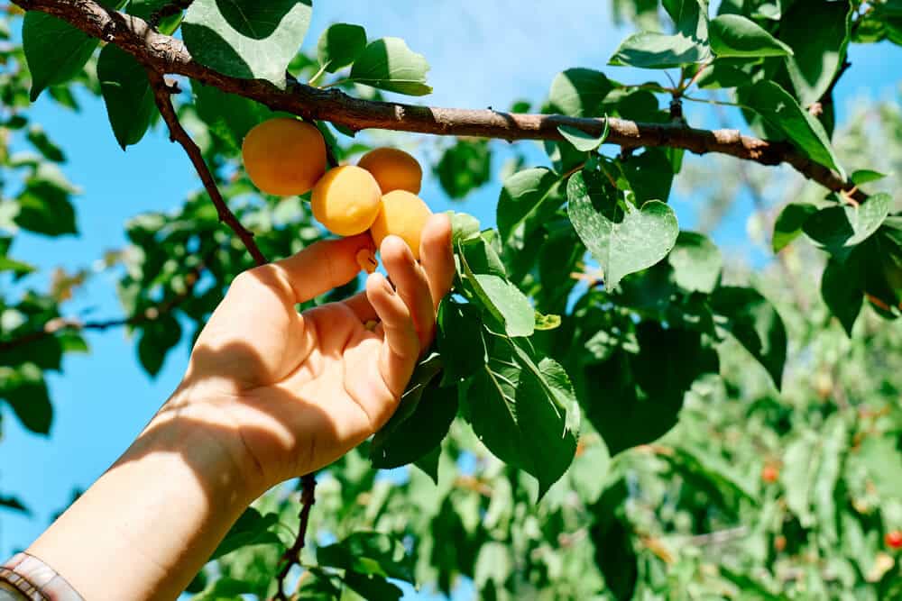 Un main qui vient chercher des abricots dans un abricotier