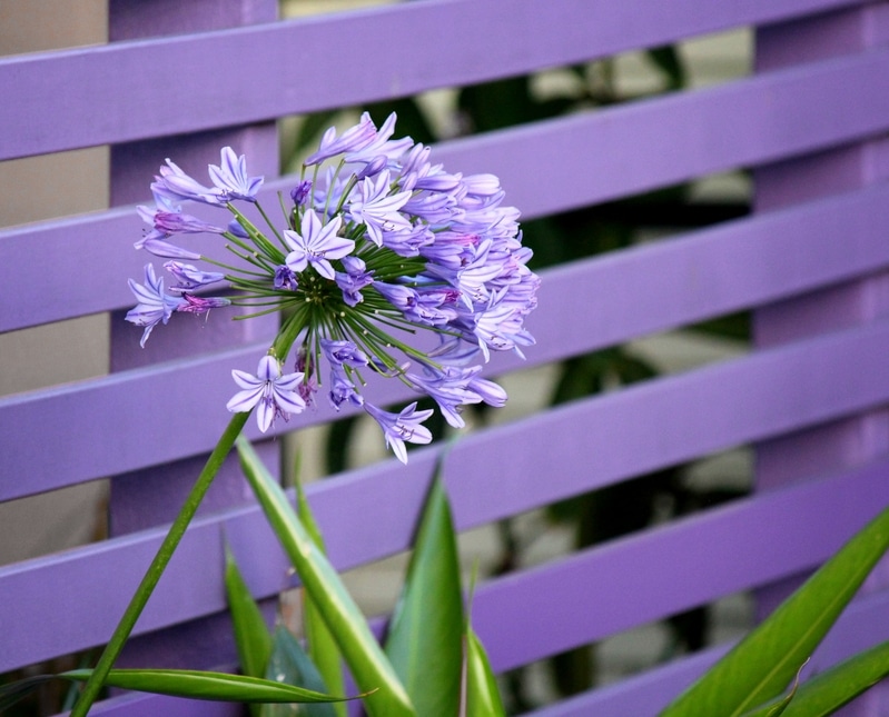 Une agapanthe violette, parfait pour les grosses chaleurs