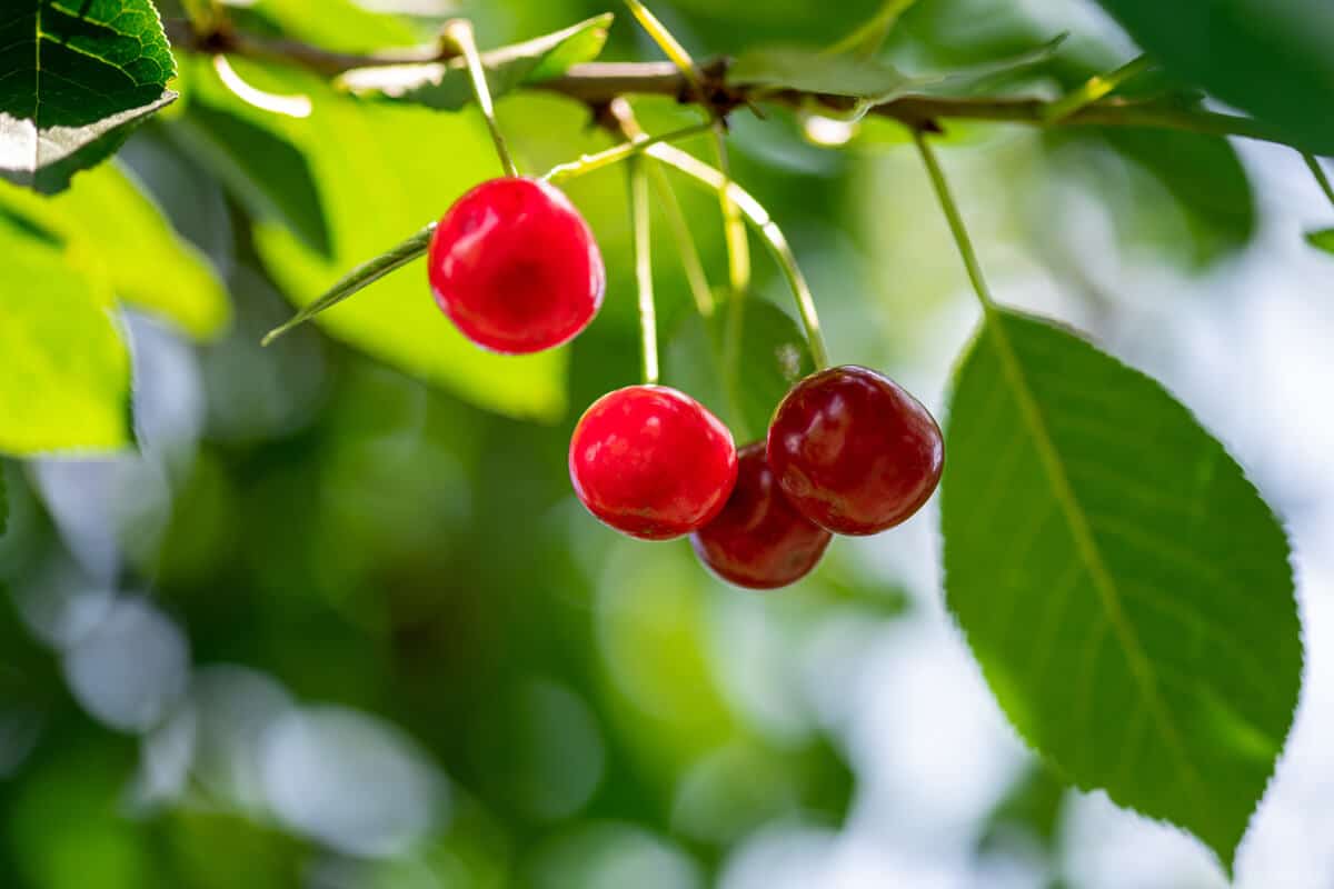 Cerisier avec des cerises bien rouges