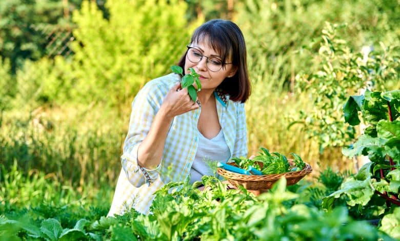 Une femme qui sent du basilic pendant sa récolte