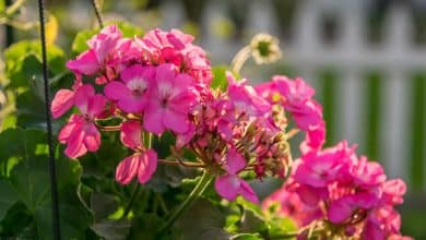 Des géraniums roses