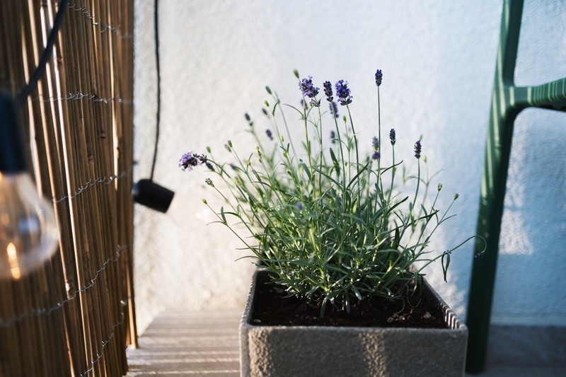 Une lavande sur un balcon