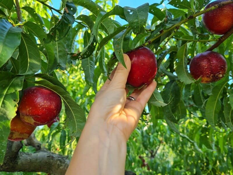 Femme cueillant à la main une nectarine dans l'arbre