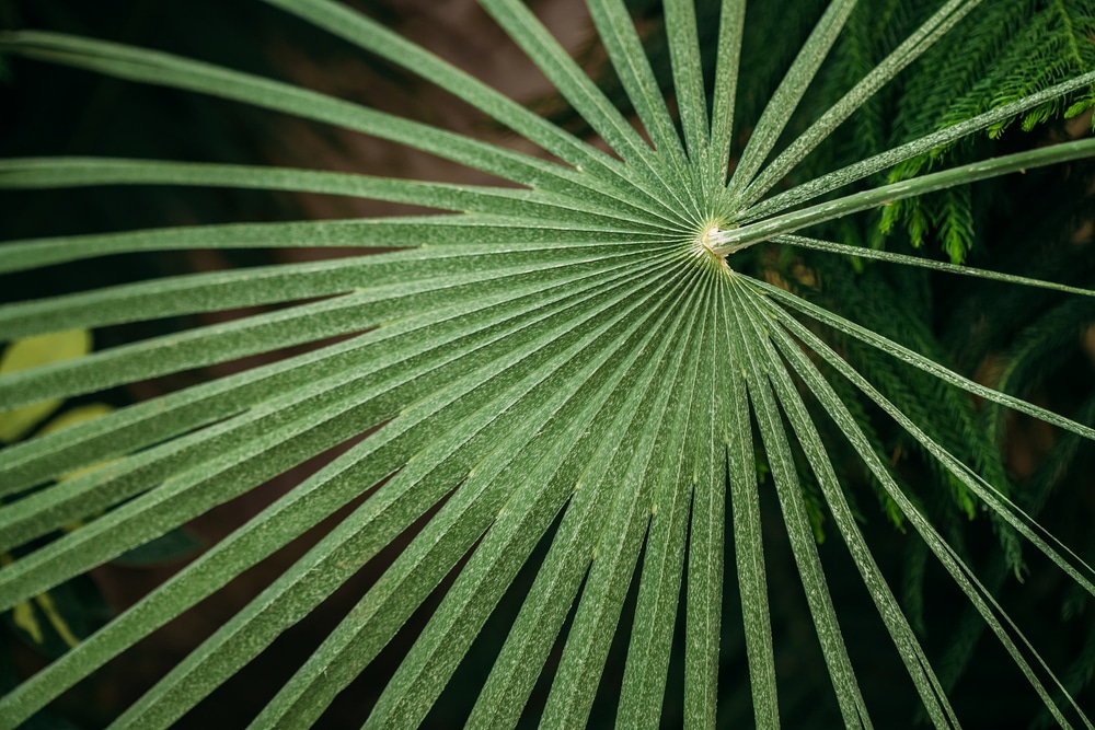 Les feuilles d'un palmier nain