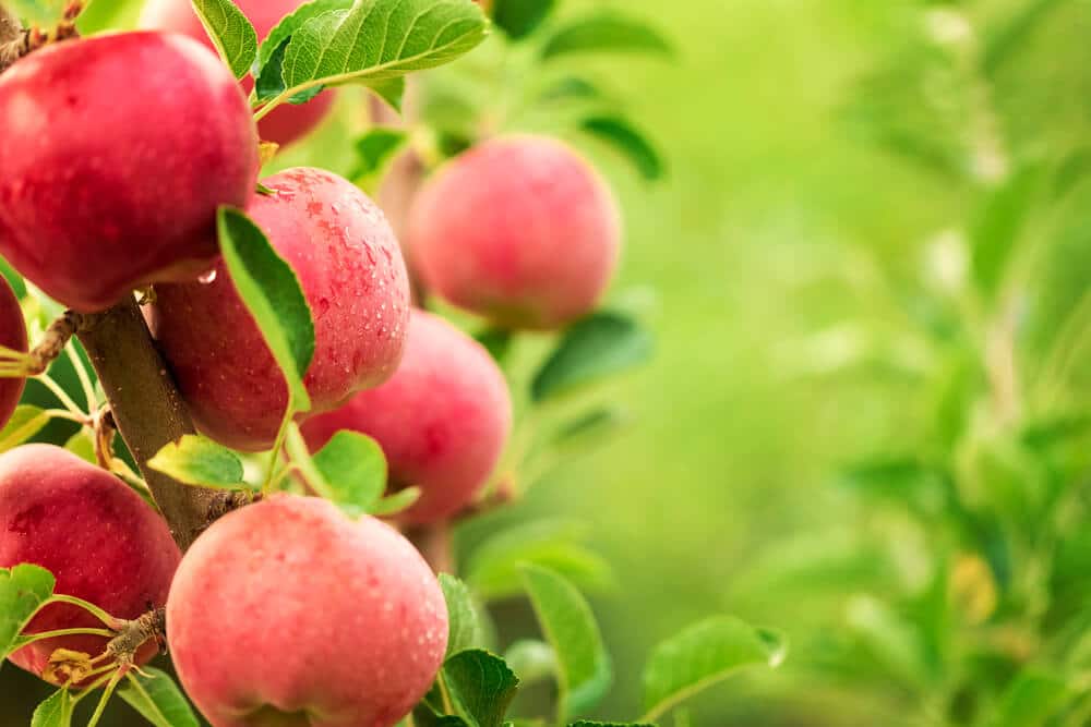 Un pommier avec des pommes rouges