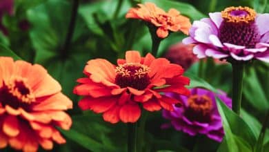 Quelques zinnia de toutes les couleurs