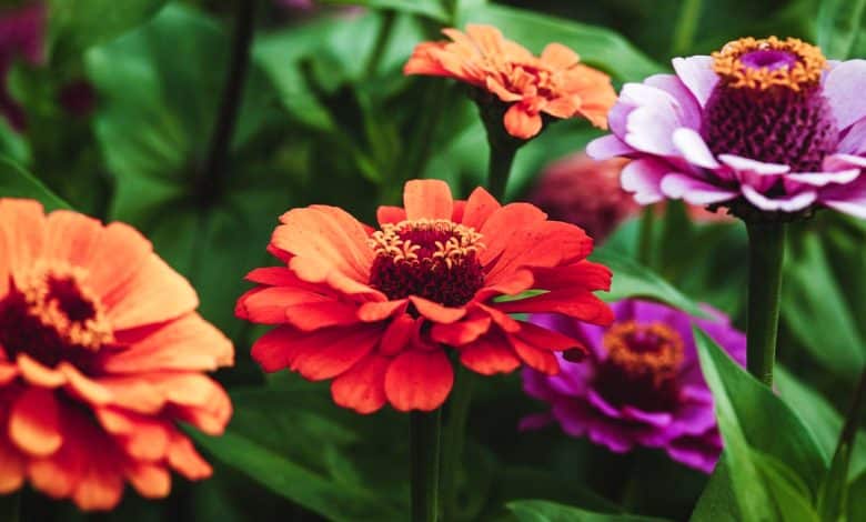 Quelques zinnia de toutes les couleurs