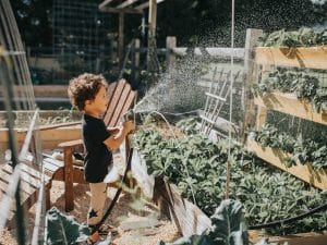 Arrosage des fraises