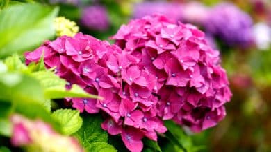 Des hortensias très coloré