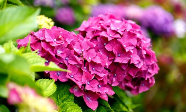 Des hortensias très coloré