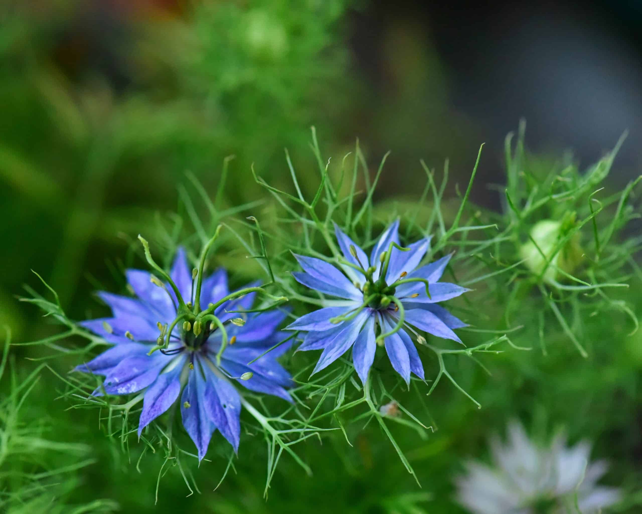 Jolies fleurs de nigelle bleues