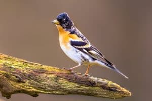 Oiseau passereau