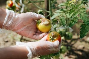 pourriture tomates