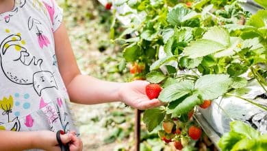 Récolte fraises