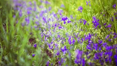 Des fleures alpines dans le jardin