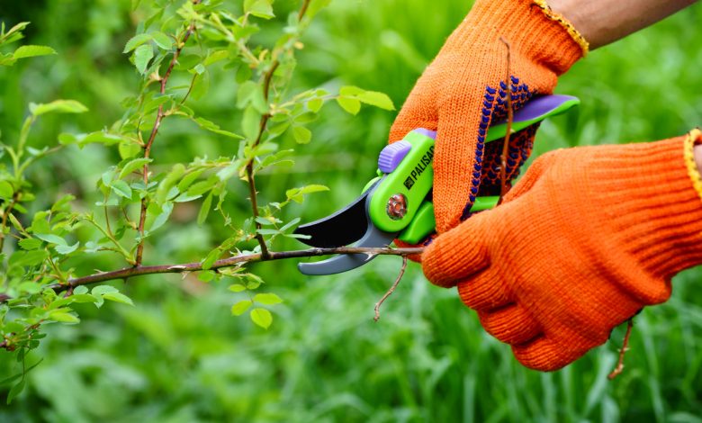 Les arbres à ne pas tailler en Juillet 2023