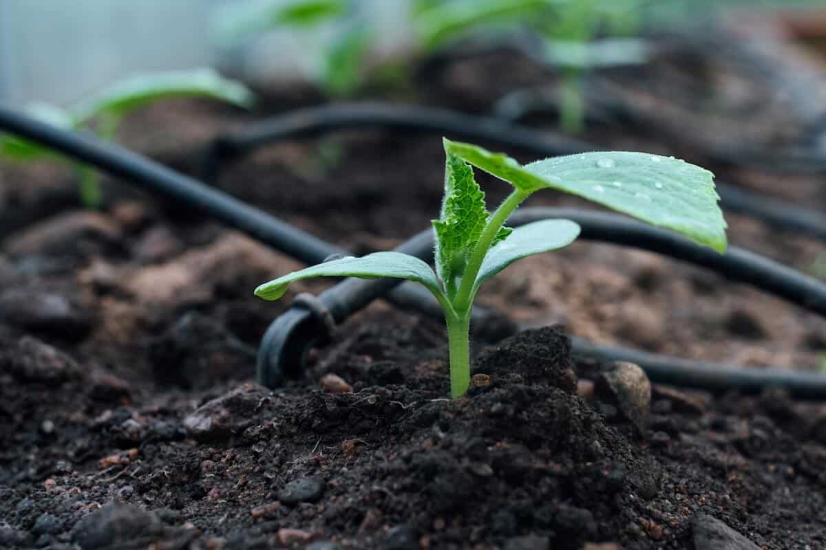 Arrosage automatique combombre