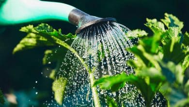 Un arrosage de plante pendant la secheresse