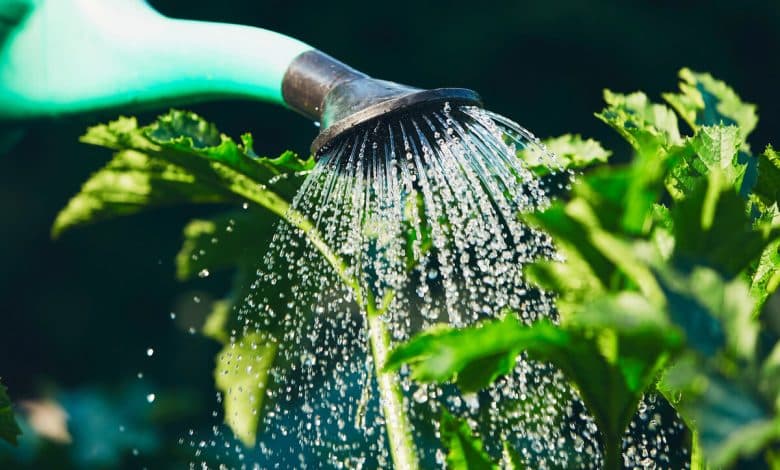 Un arrosage de plante pendant la secheresse