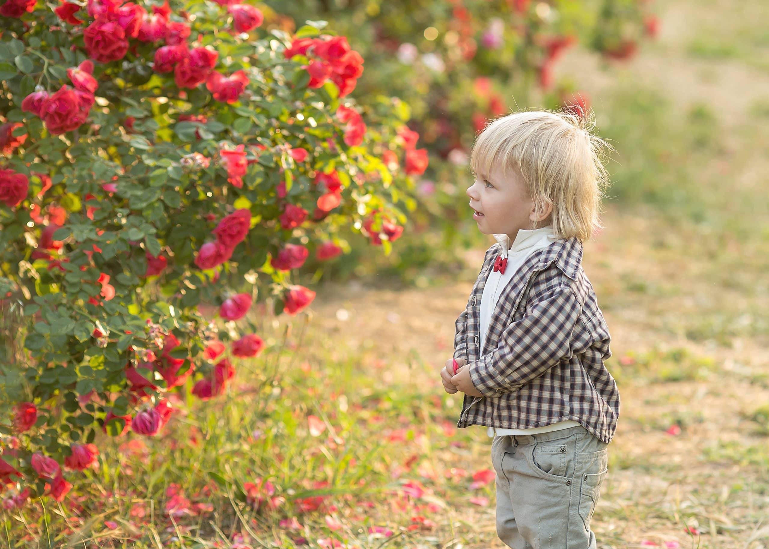 Un bébé qui regarde des roses rouges