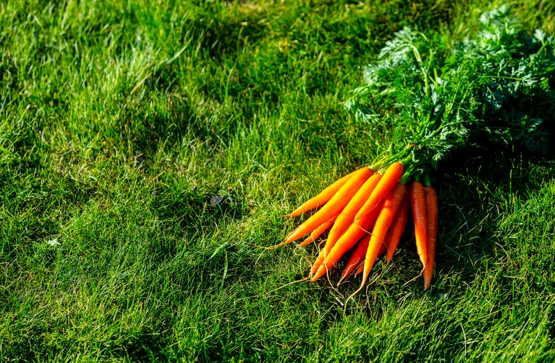 Des carottes dans le jardin