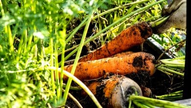 Des carottes sans mouche