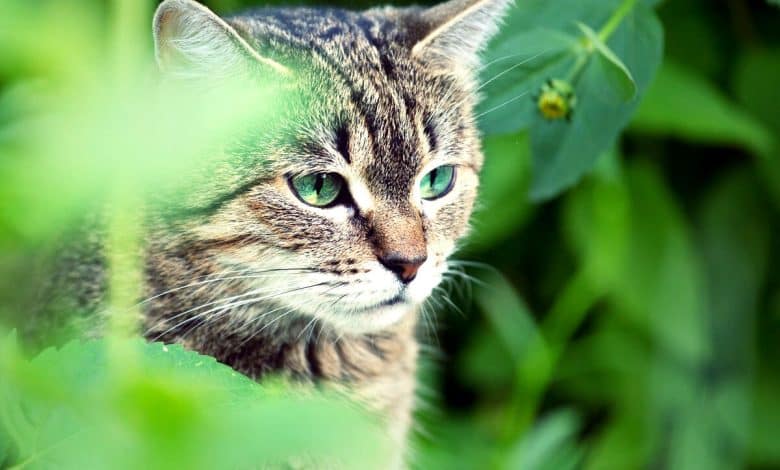 Un chat dans un potager : danger