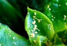 Des cochenilles farineuses sur une plante