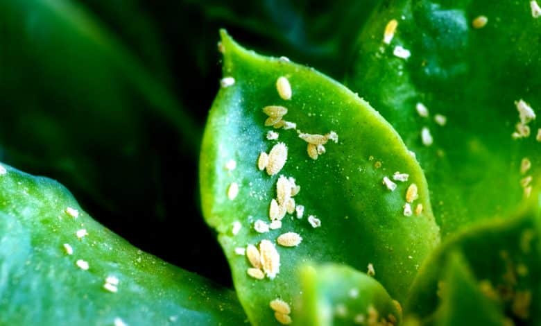 Des cochenilles farineuses sur une plante
