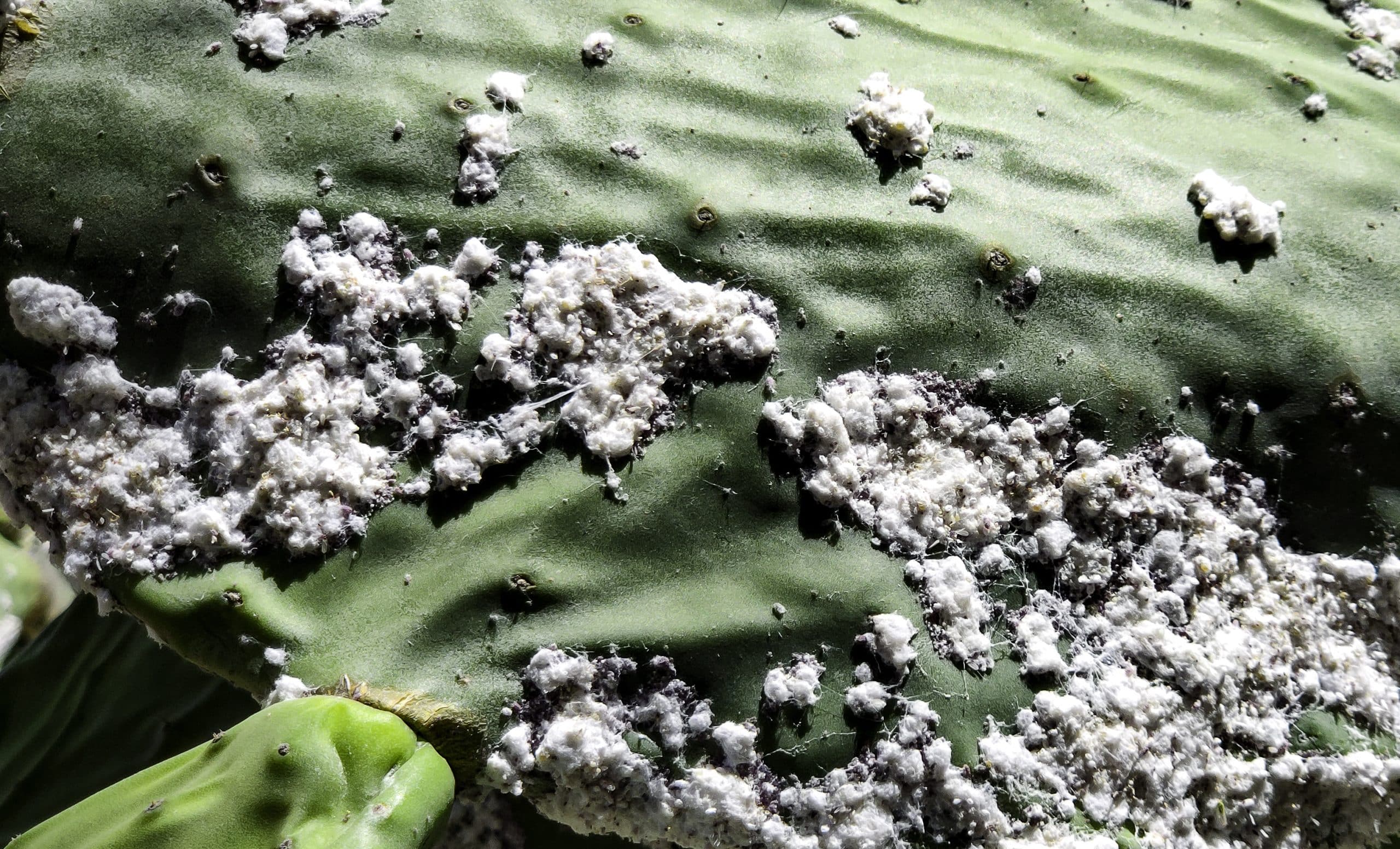 Gros plan sur Opuntia ficus-indica malade après une peste cochenille
