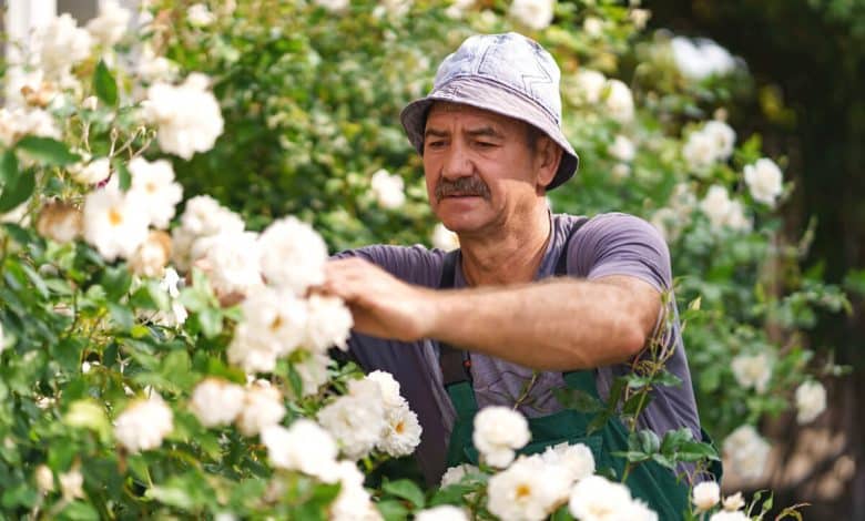 Un homme qui coupe des rosiers