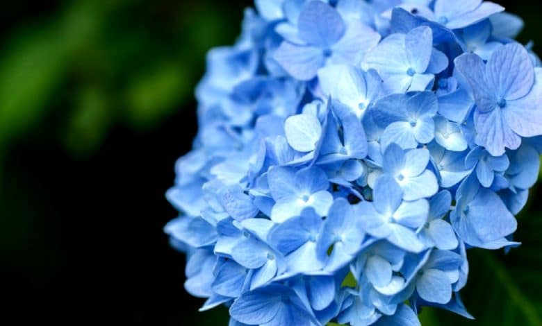 hortensia bleu en fleurs