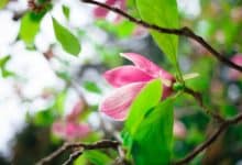 La floraison des magnolias : une bonne astuce pour la maximiser